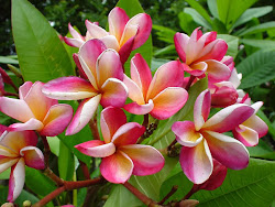 Plumeria