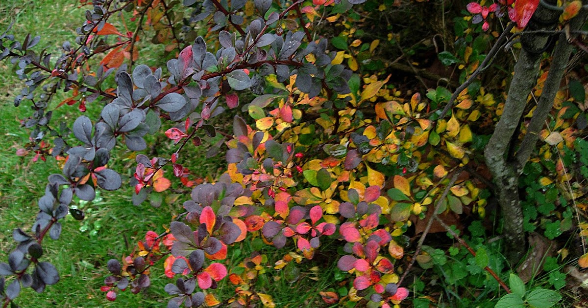 En tu jardín: Otoño en el jardín