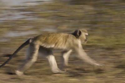 Monkey Running