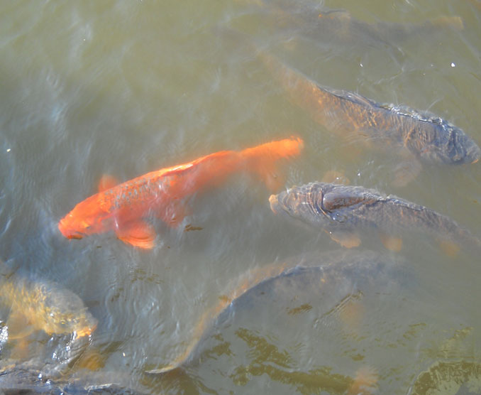 hudficafeh most aggressive pet fish