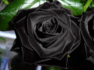 black_rose1.jpg