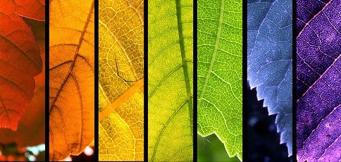 Colours Of Life