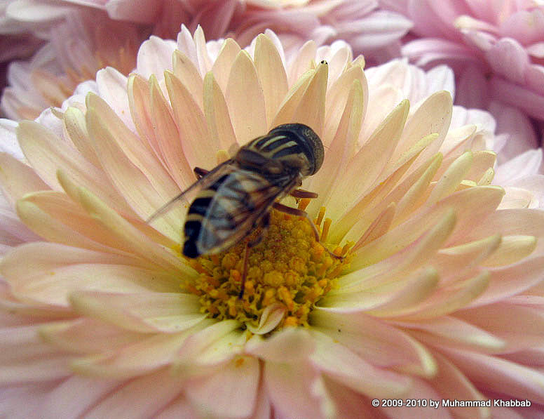 [bee-macro.jpg]