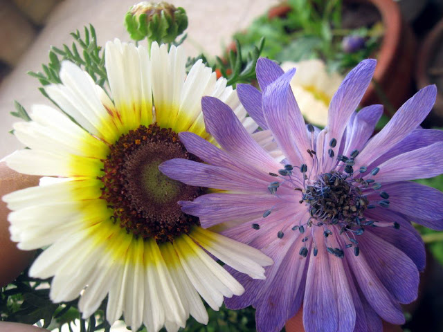 blue anemone in lahore