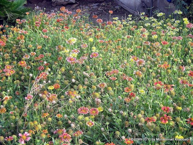 gaillardia wild growing lahore