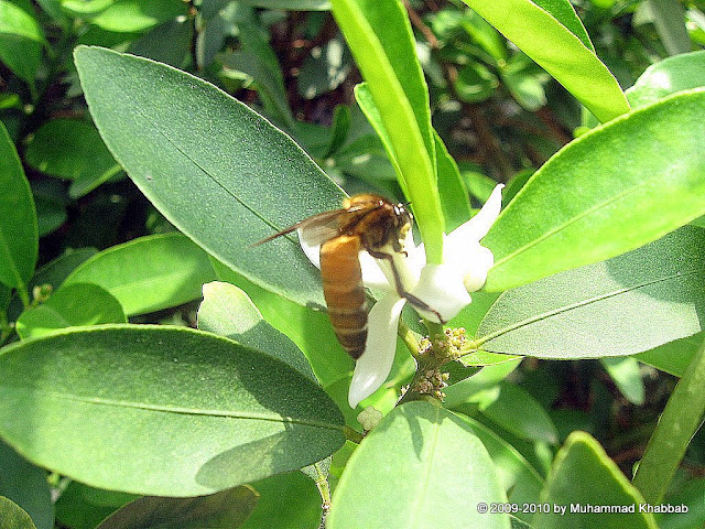 bee on lemon flower