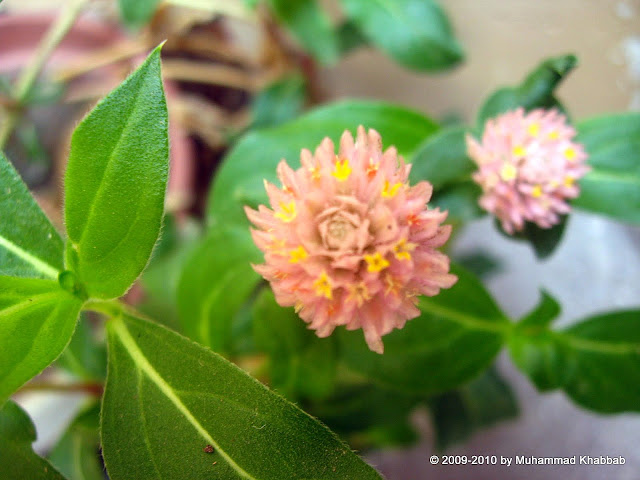 gomphrena bachelor button lahore