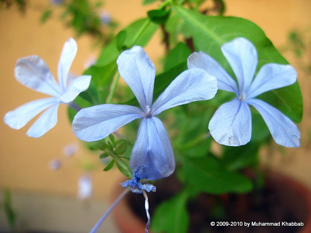 Plumbago auriculata Cape Leadwort Skyflower