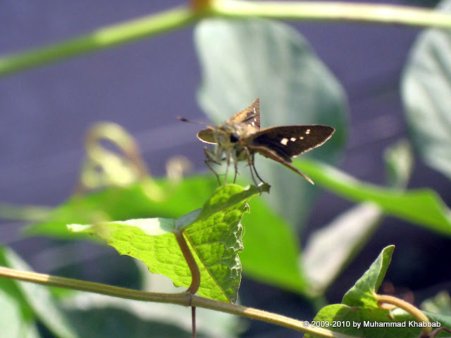 common lime butterfly lahore