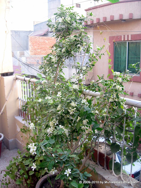 marva murraya paniculata orange jasmine