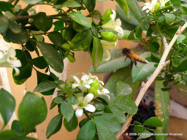 common lime butterfly on murraya marva lahore