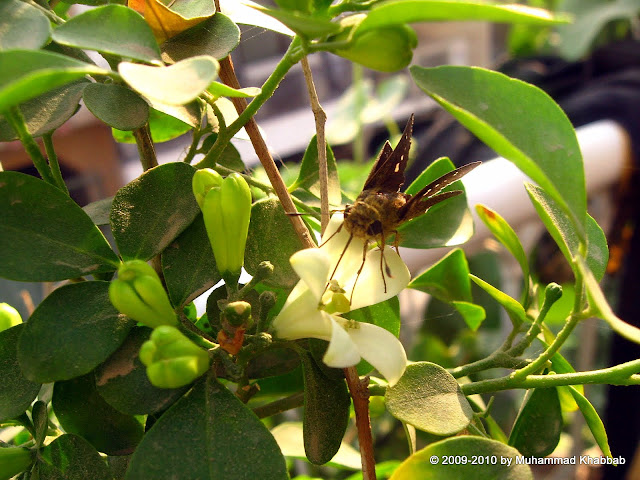 butterfly on murraya paniculata exotica marva