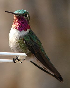 தேன் குருவிகள் Ruby-Throated+Hummingbird