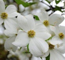 Dogwoods