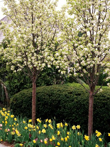 Bradford Pear