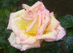 rose+de+l%27univers