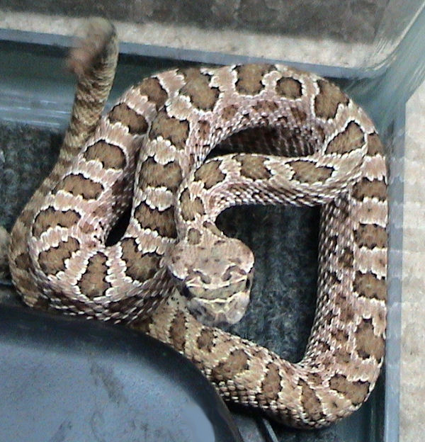 Prairie Rattlesnake Bite Dog Prairie Rattlesnake Bite Dog