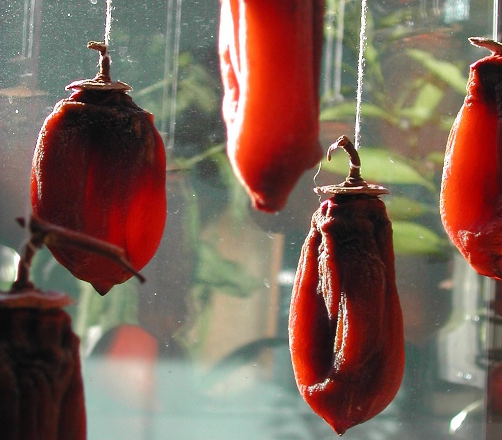 [Dried+in+Window.jpg]