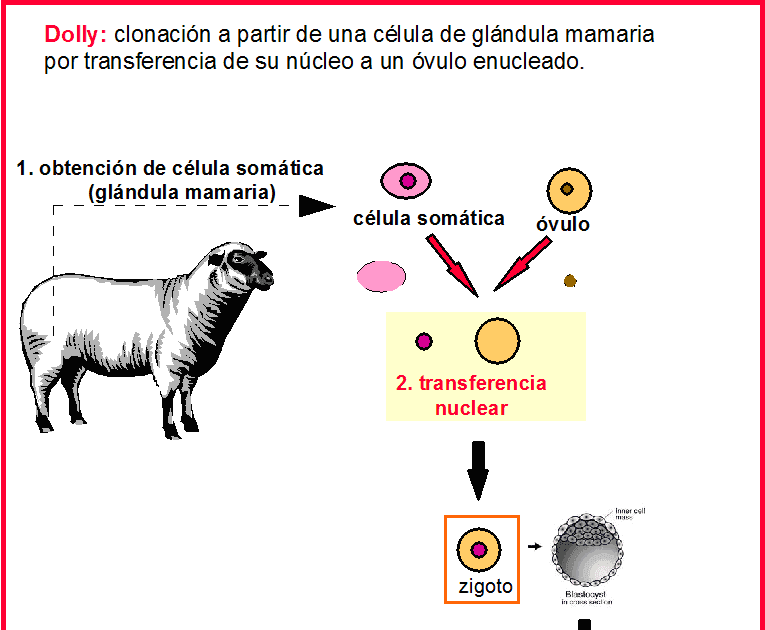 Clonación reproductiva Info Clonaciones