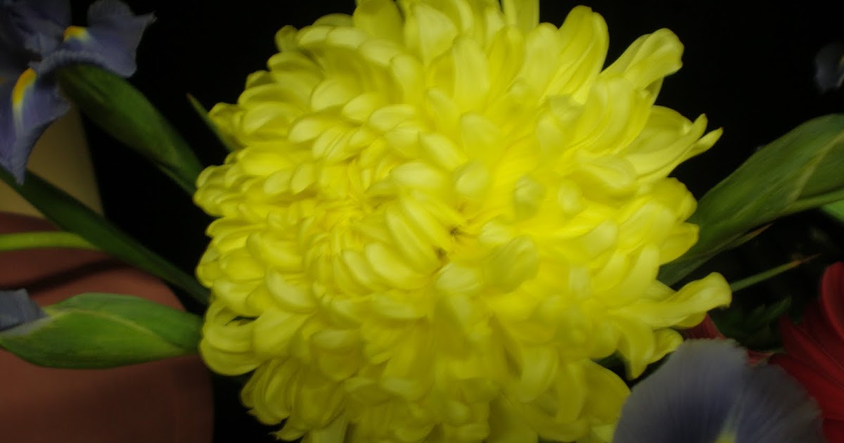 Hummingbird Flowers: China Mums