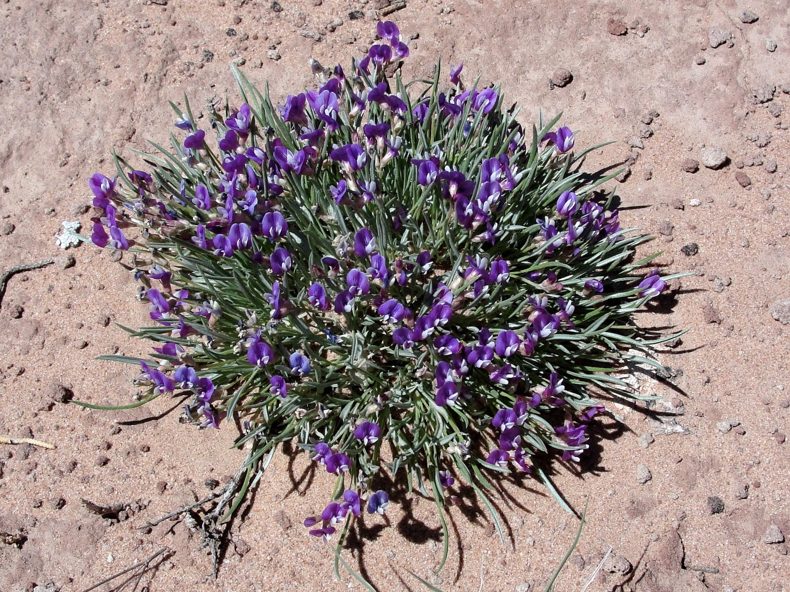 Janie and Steve, Utah Trails Desert Discoveries