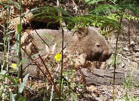 [wombat1.jpg]