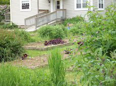 Plant your kitchen garden