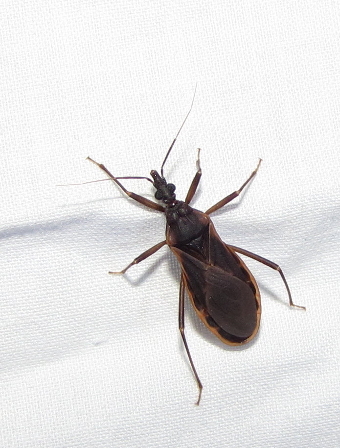 the kissing bug. States kissing bug species