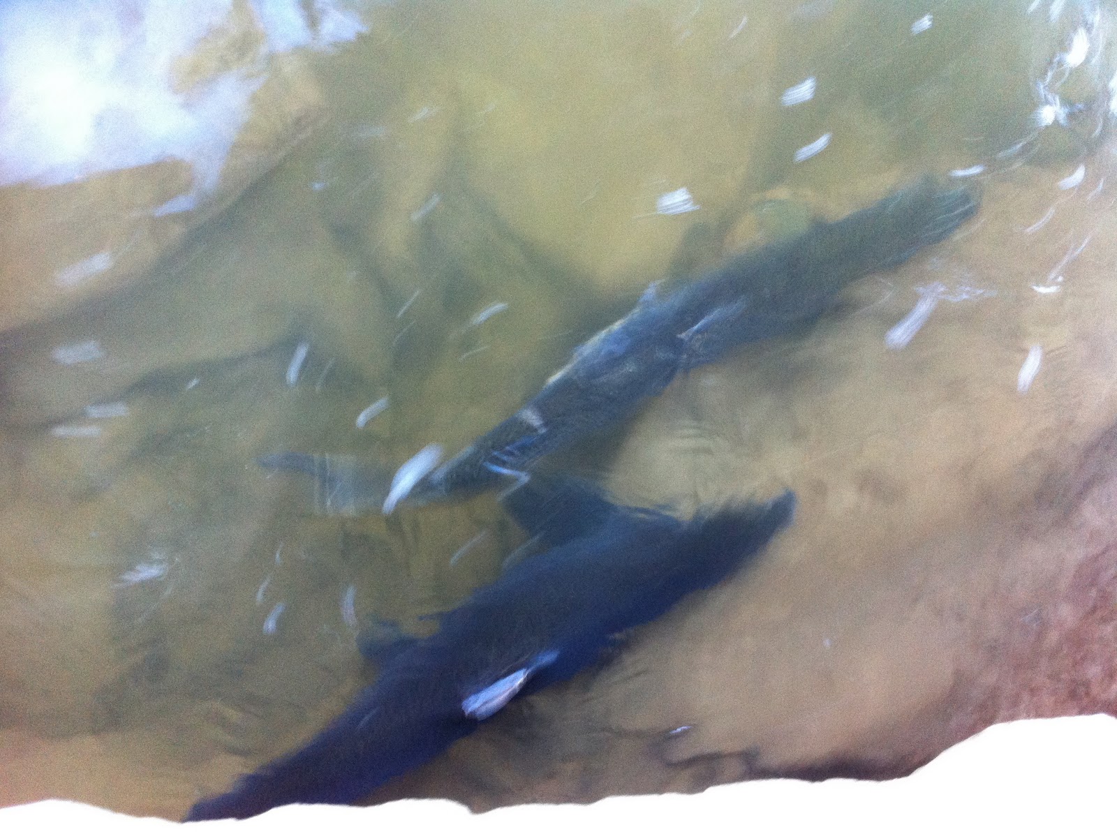 STREETSVILLE LIVING Streetsville Credit River Salmon Run