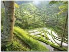 Ubud: The Top City in Asia