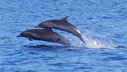 [dolphins_bunaken.jpg]