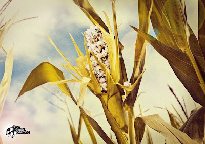 Corn into Popcorn - Global Warming Effect 2 Corn into Popcorn - Global Warming Effect 2