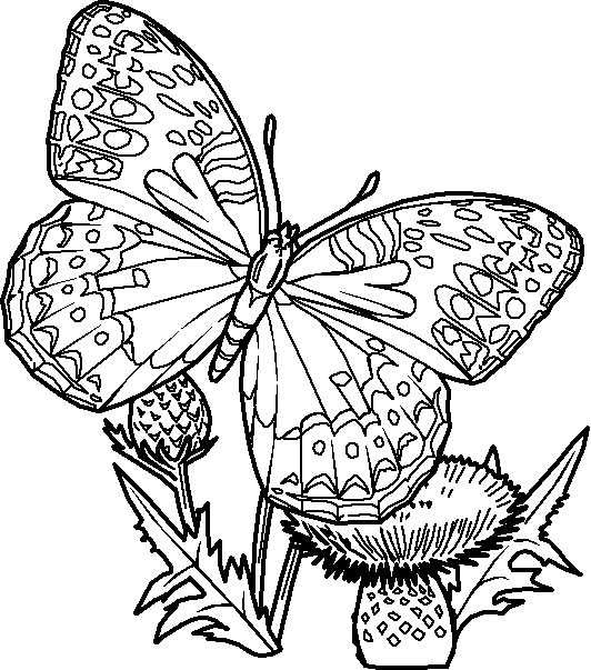 Dibujo De Mariposas Para Imprimir Y Colorear Lamina Para Colorear Una Hermosa Mariposa