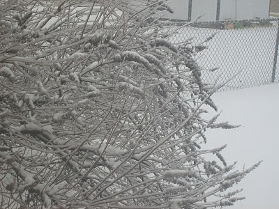 a close-up of a large bush with ice on its branches, cold and dreary looking