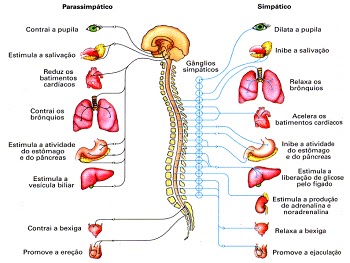 Sistemas do corpo humano e suas funçoes pdf