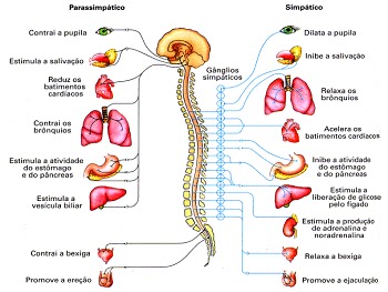 Sistemas do corpo humano e suas funçoes pdf Sistemas do corpo humano e suas funçoes pdf