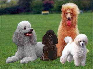 french poodle french poodle
