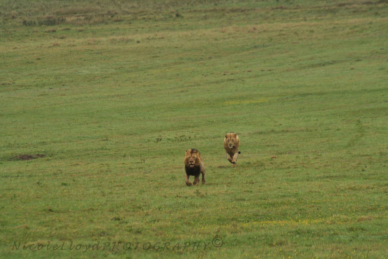 Nicoles Wildlife A FIGHT BETWEEN 2 MALE LIONS