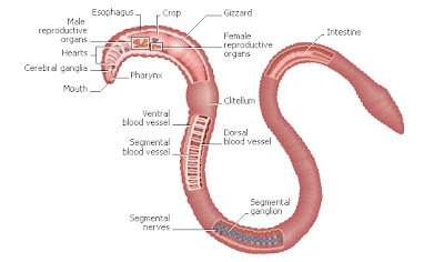Rishi Agrotech: Worm Anatomy