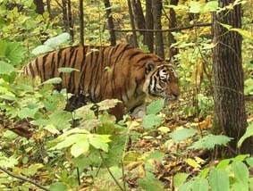 Siberian (Amur) Tiger: Tiger Habitat Saved From Logging