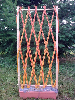 element décoratif en osier(varieté ALBA)