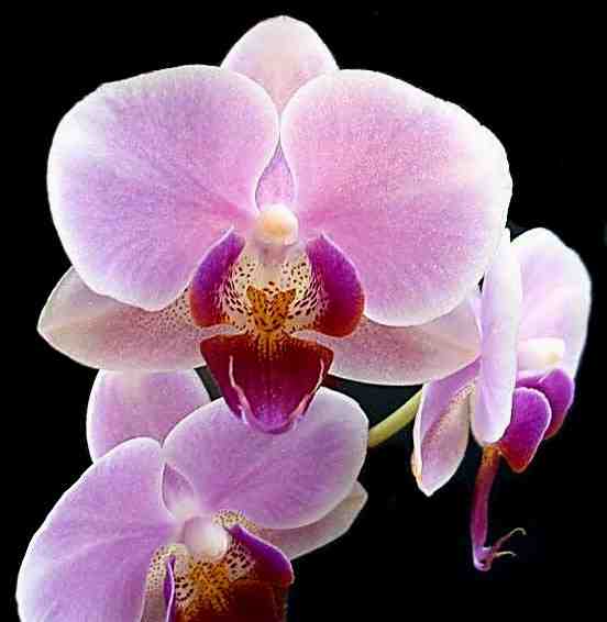 Blog Gawe Ngacir Orchids Wallpaper