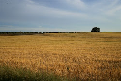 Peralta de Alcofea (HU)