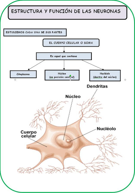 El Impulso Nervioso: Aprendamos