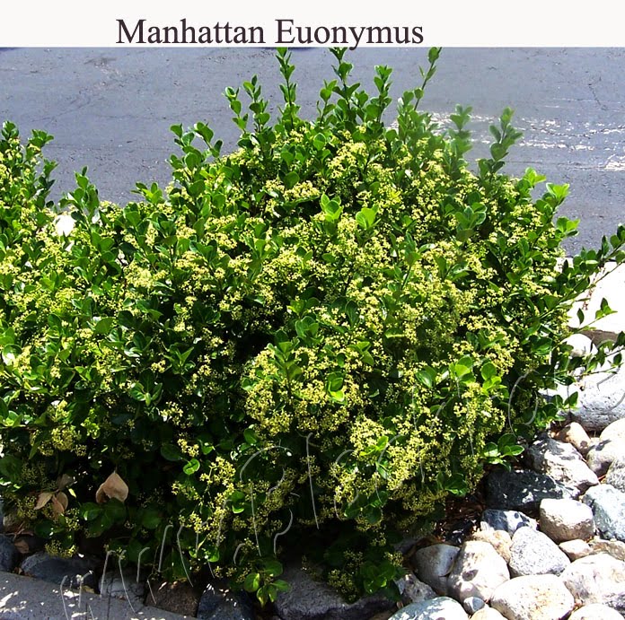 Denver Landscape Plants Manhattan Euonymus