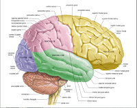 Loss of a Sensory Ability or of a Motor Ability