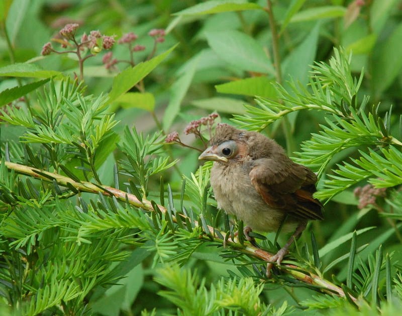 Points Unknown; Dog-Based Adventures: Baby Birds Leaving the Nest