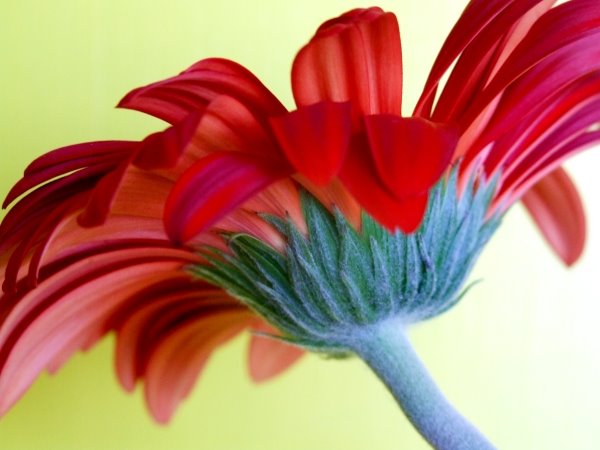 [red+04.JPG]