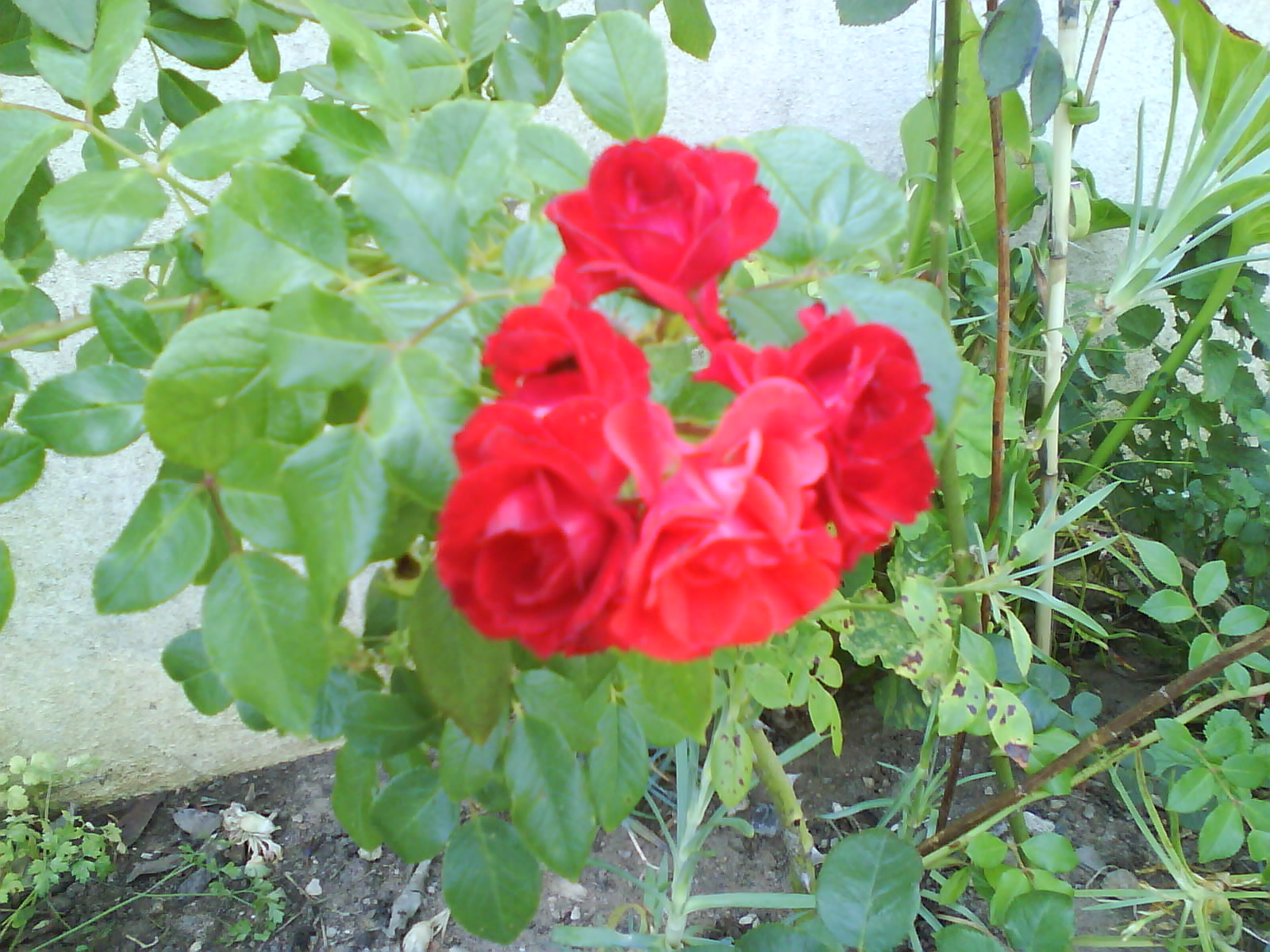 [DSC00818.JPG]