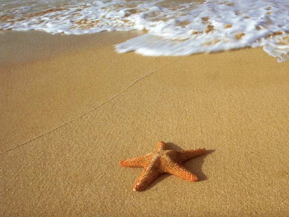[ESTRELA+DO+MAR.jpg]